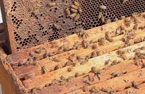 تلاش برای پرورش زنبور مقاوم در برابر بیماری و آفت