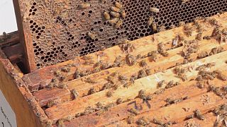 Bilim insanları arıları kurtarmak için devrede