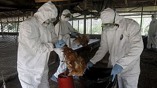 Cameroon hit by a bird flu outbreak in a major poultry facility