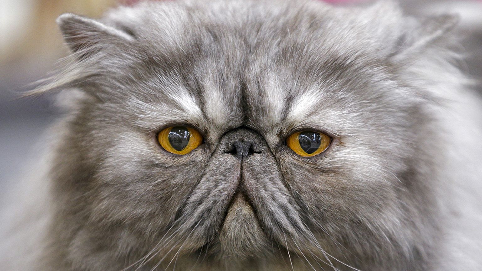 Saudi cleric issues "Catwa" ban on cat selfies