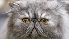 Saudi cleric issues "Catwa" ban on cat selfies
