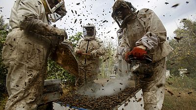 Des solutions pour sauver les abeilles du risque de disparition