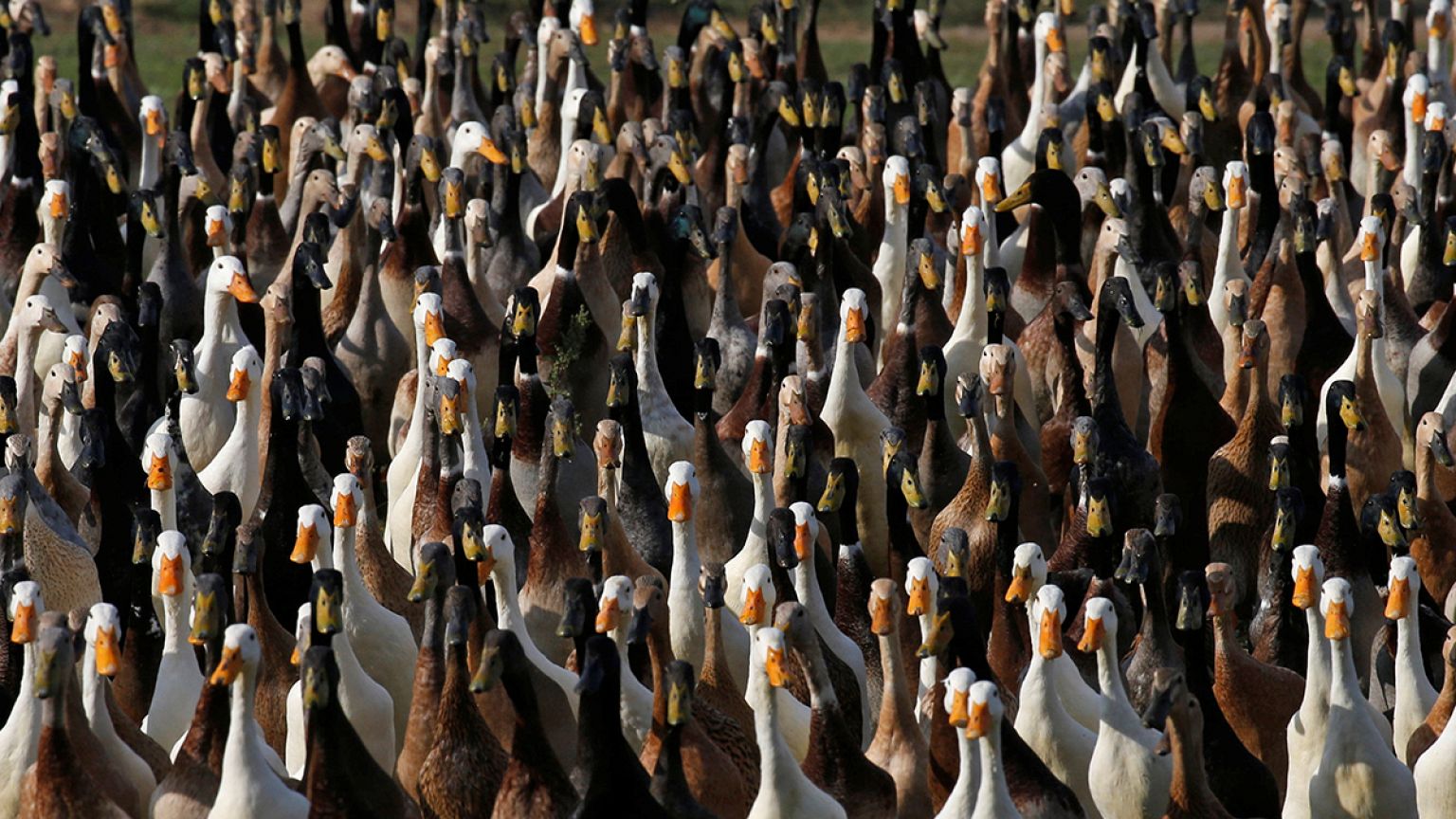 Une armée de canards dans une vigne d'Afrique du Sud