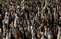 Une armée de canards dans une vigne d'Afrique du Sud