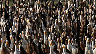 ارتش اردکها در آفریقای جنوبی