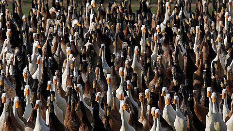 The army of feathered farmers