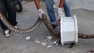 Le buzz du jour : un Thaïlandais mordu au pénis par un python aux toilettes
