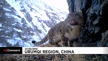 Eccezionali immagini di un leopardo delle nevi