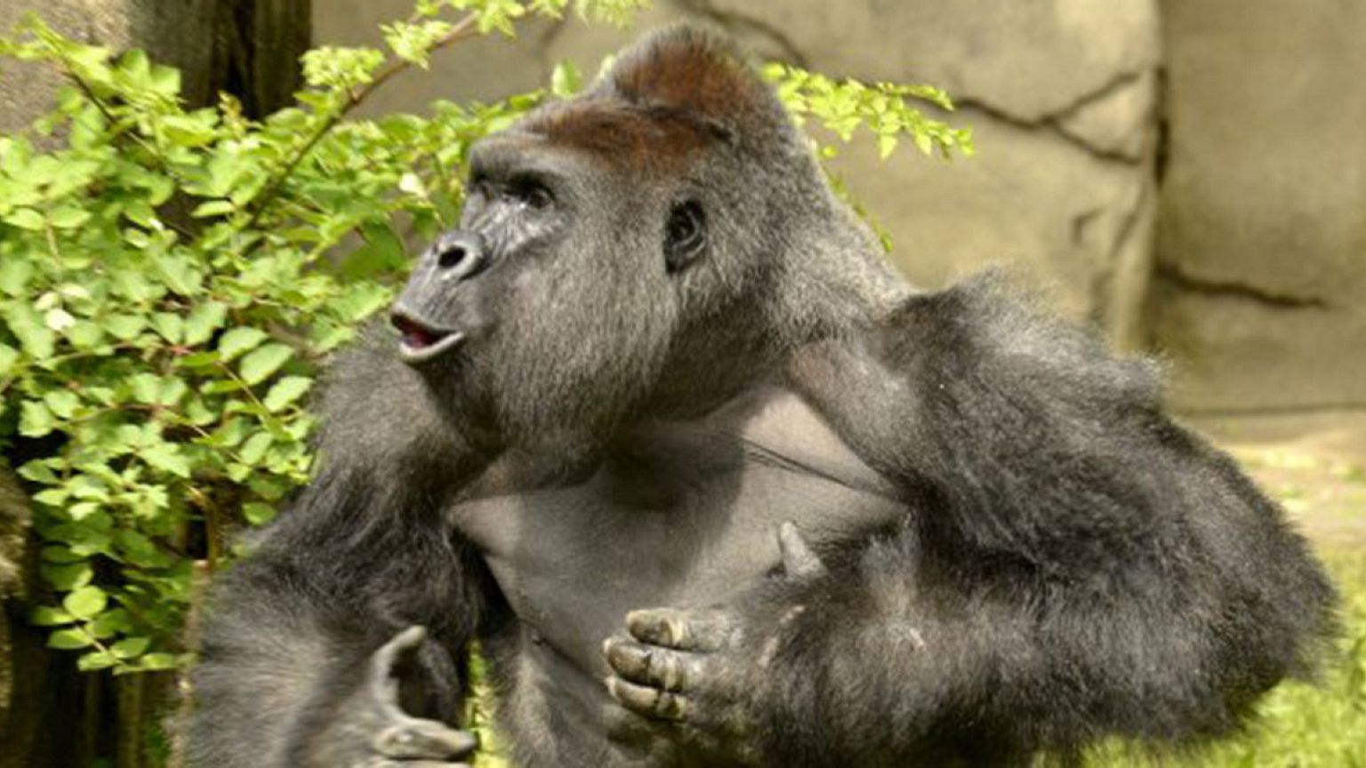 Gorilla shot dead after playing with toddler who fell into enclosure