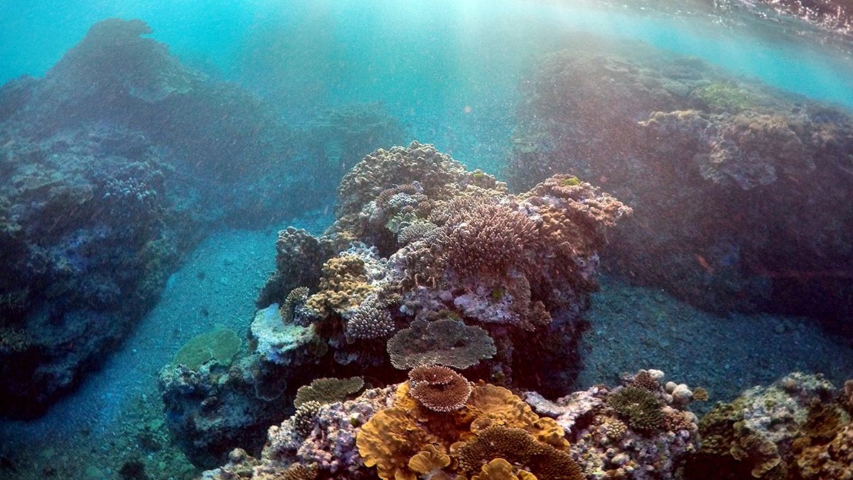Треть кораллов Большого Барьерного рифа погибла из-за «обесцвечивания»
