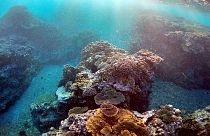 خطر از بین رفتن دیواره مرجانی در اقیانوس آرام