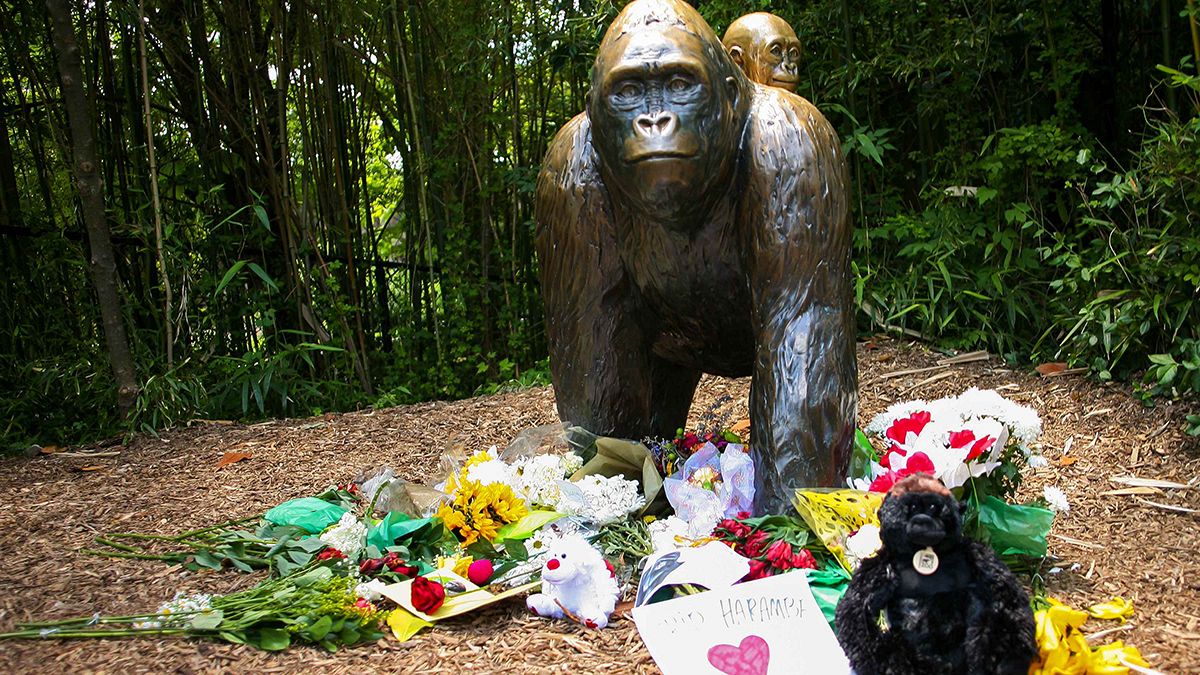 Shooting of Zoo's gorilla sparks online protest