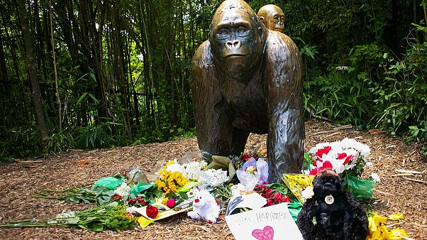Sokan tiltakoznak az Ohióban kilőtt gorilla miatt Sokan tiltakoznak az Ohióban kilőtt gorilla miatt
