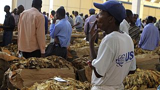 Zimbabwe tobacco farmers oppose WHO's plain packaging campaign