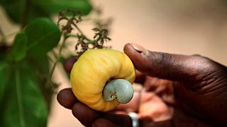 Côte d'Ivoire : présumé détournement de 5 milliards CFA dans le secteur de l'anacarde