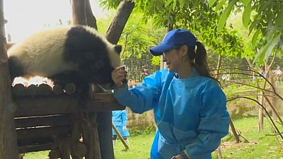 Michelle Yeoh visita a los osos panda