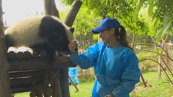 The panda and the star! The panda and the star!