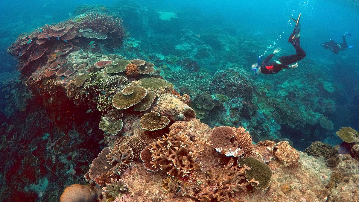 Miért fontosak a korallzátonyok az emberiség számára?