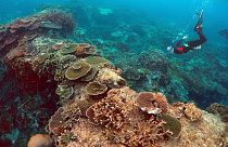 Miért fontosak a korallzátonyok az emberiség számára?