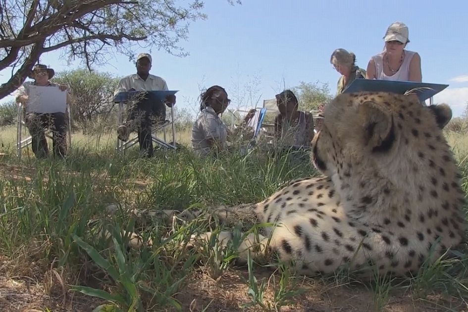 Safari turunu sanata dönüştüren turistik bir seyahat