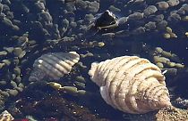 Australie : des escargots de mer tueurs de cancer