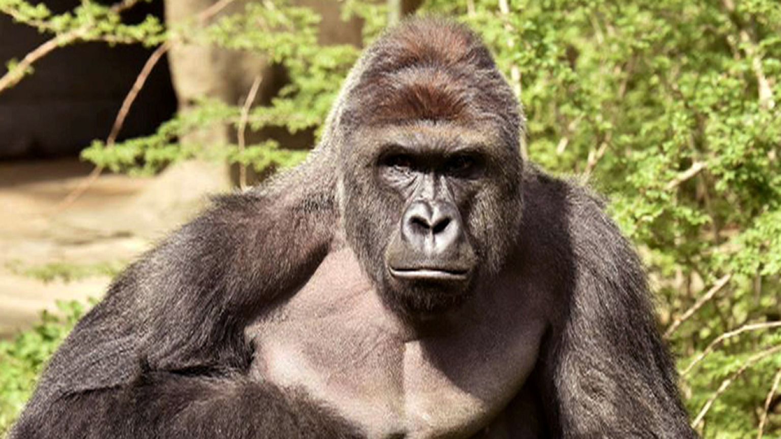 Sind Gorillas immer die Guten?