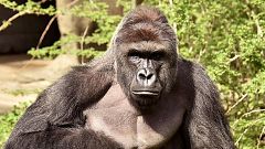 Sind Gorillas immer die Guten?