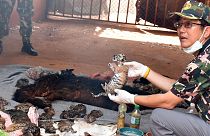 Thailand raids Tiger Temple removing big cats