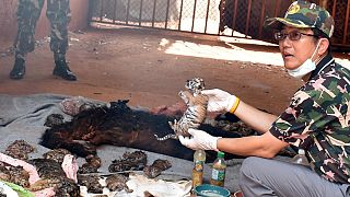 Thailand raids Tiger Temple removing big cats