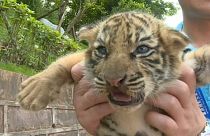 Tiger cubs are the stars of Children's Day