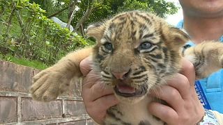 Tiger cubs are the stars of Children's Day