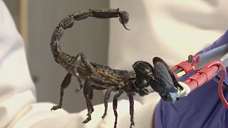 Veneno de escorpiões e aranhas pode salvar vidas