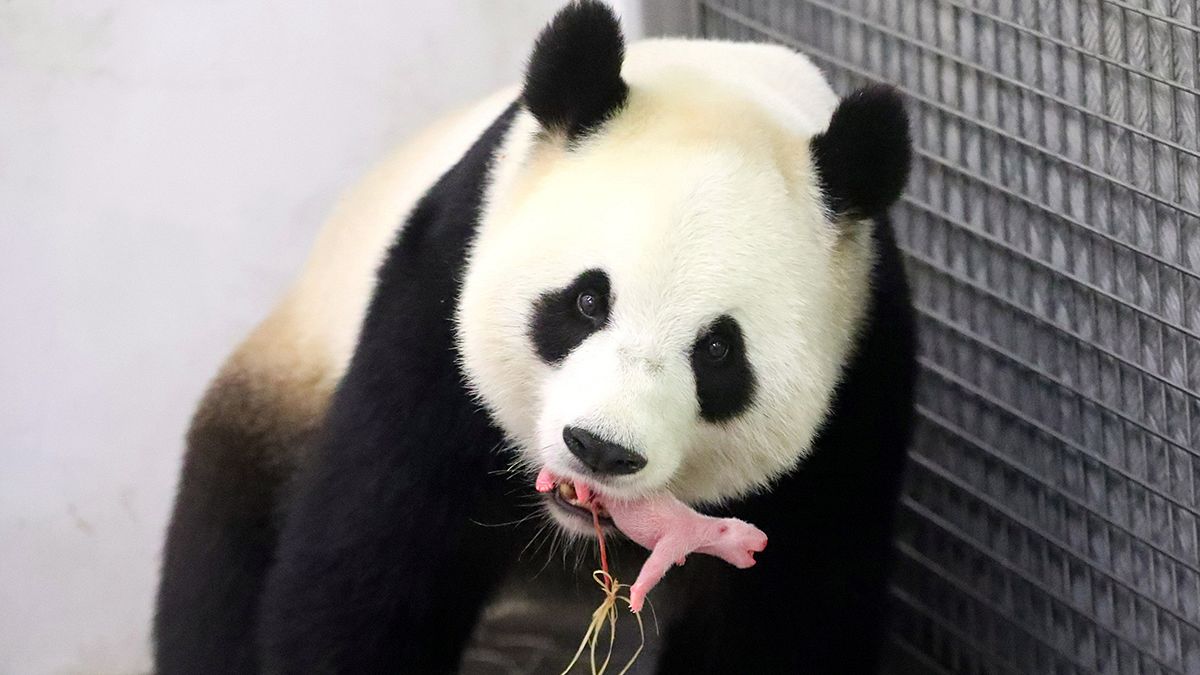Nasce um filhote de panda gigante na Bélgica