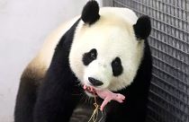 "Wahres Wunder": Baby-Panda kommt in belgischem Zoo zur Welt