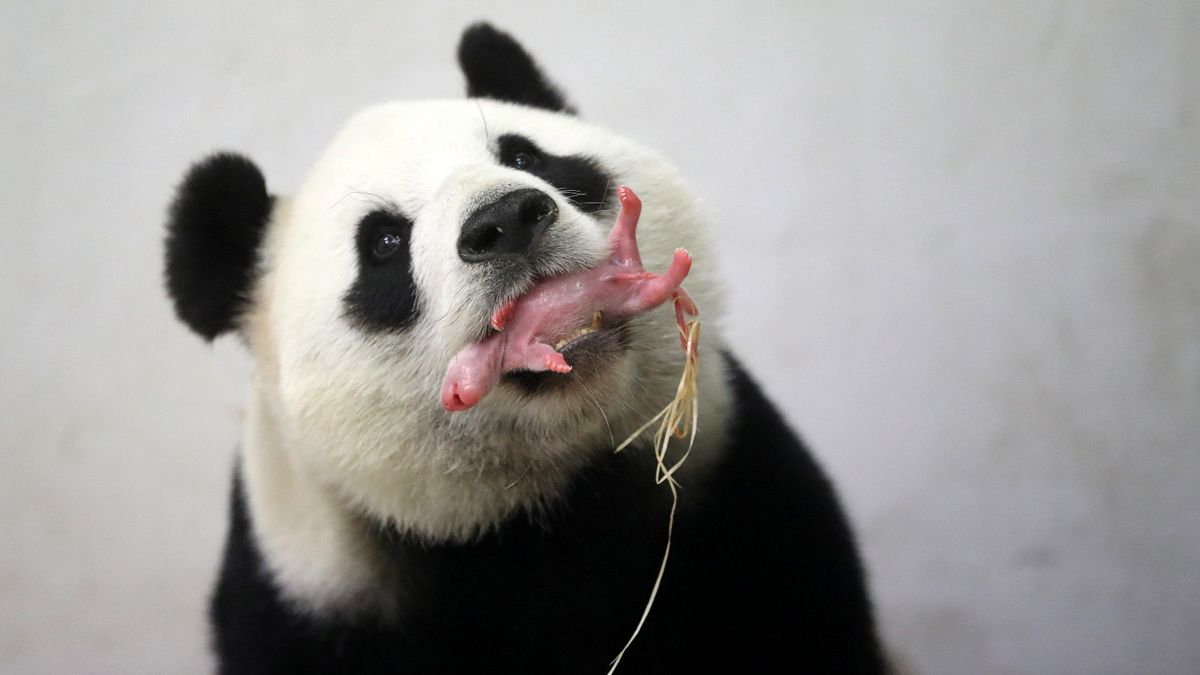 Panda született egy belga állatkertben