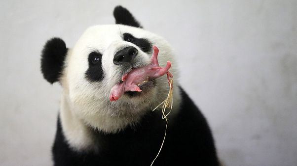 Panda született egy belga állatkertben Panda született egy belga állatkertben