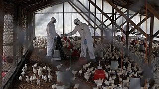 Le Niger touché par la grippe aviaire