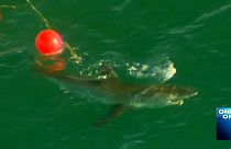 Australia vive el segundo ataque mortal de un tiburón en menos de una semana