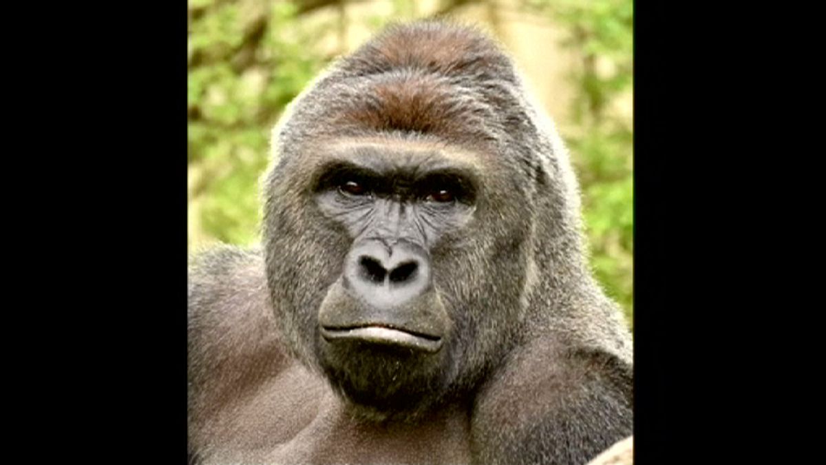 Mãe é absolvida no caso do gorila abatido no zoo de Cincinnati