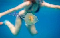 Жизнь внутри медузы