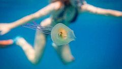 Fisch in der Qualle