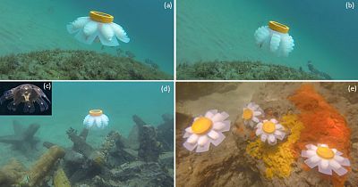 The jellyfish robot swimming vertically in the Atlantic Ocean (a and b). Live jellyfish in ephyra stage of life cycle (c). Free swimming robotic jellyfish in the EroJacks Reef (d) and four of the jellyfish robots swimming in the ocean (e).