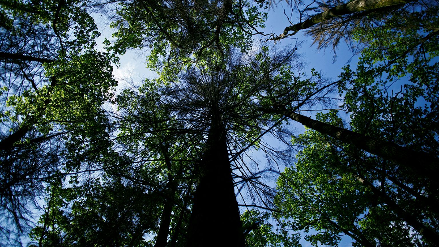 Pologne : qui veut sauver la dernière forêt vierge d’Europe ?