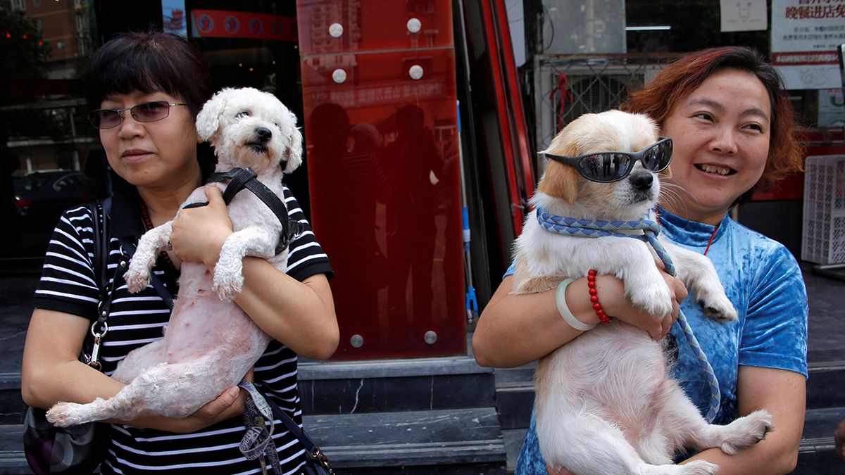 Китай: петиция против поедания мяса собак собрала 11 млн подписей