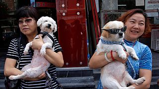 China: activist demand end to dog-eating festival