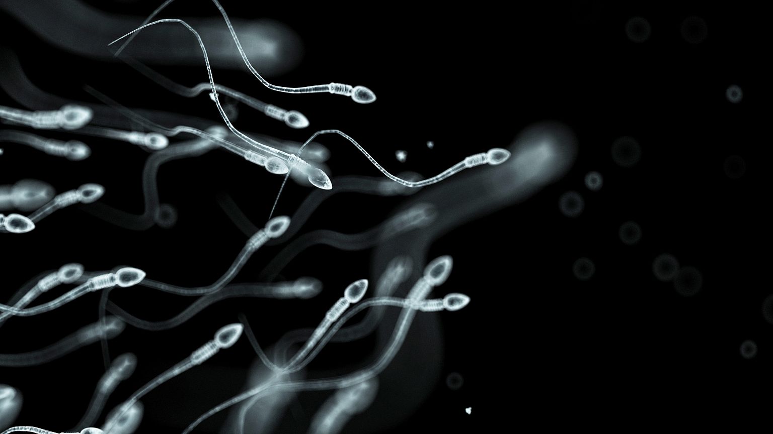 Human sperm, artwork