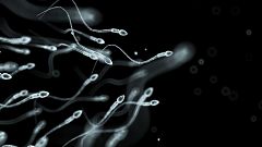 Human sperm, artwork