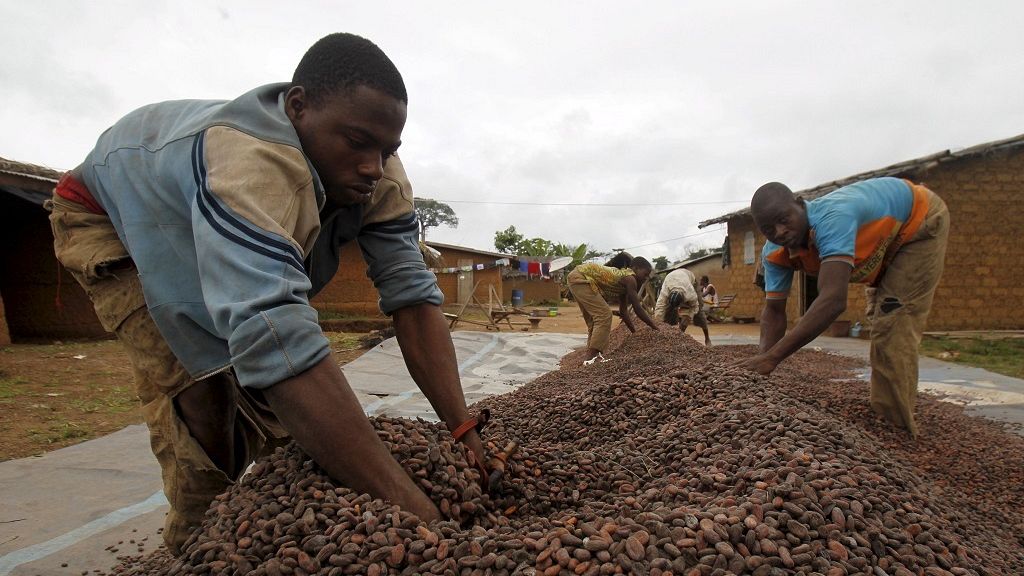 Ghana's midyear cocoa production hit by the Harmattan Africanews