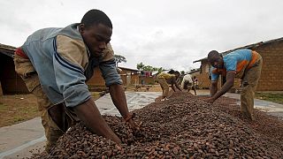 Ghana's mid-year cocoa production hit by the Harmattan