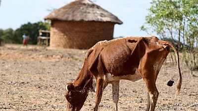 Mozambique drought leaves 1.5 million people needing help